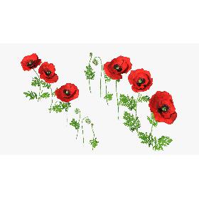 3D Stages of Poppy Flower Growth model